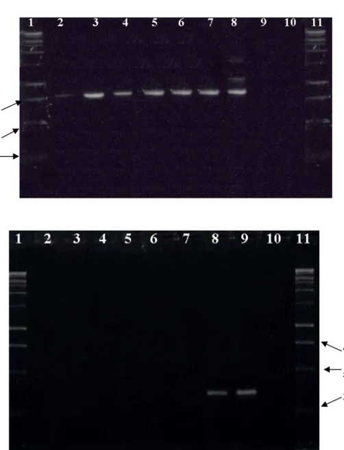 Figura 3. Identificación molecular de nematodos de quiste de papa de Costa Rica con imprimadores  específicos