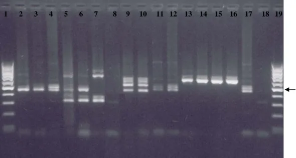 Figura 4. Identificación molecular de Meloidogyne sp. de Costa Rica con los imprimadores  específicos Blo4 y Blo5