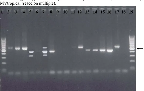 Figura 5. Identificación molecular de Meloidogyne sp. de Costa Rica. Reacción múltiple con los  imprimadores específicos JMV1, JMV2, JMVhapla y JMVtropical