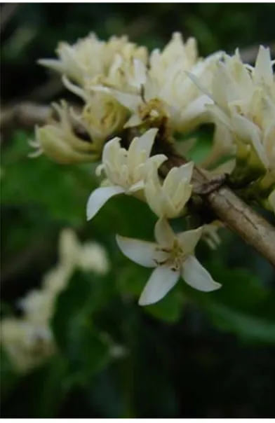 Figura 1.1. Flor del café. 