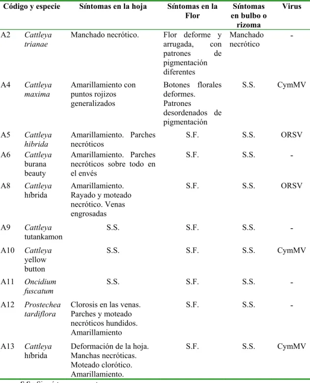 Cuadro 1.3   Sintomatología observada en las especies de orquídeas del vivero A y su relación con el  CymMV y el ORSV