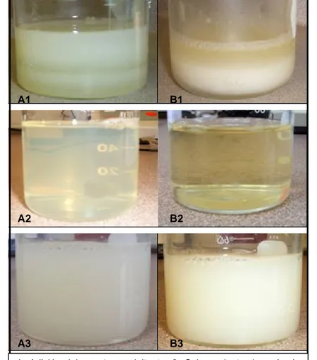 Figura 7. Imágenes de las diferentes etapas de la purificación de albúmina  mediante fraccionamiento alcohólico en frío (A) y termocoagulación con PEG (B)