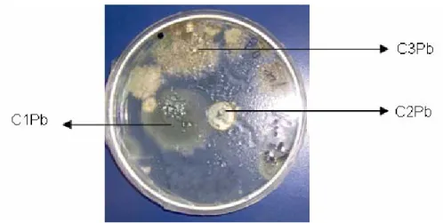 Figura 3.  Microorganismos aislados resistentes a altas concentraciones de plomo  (II) luego de 72 horas de incubación 