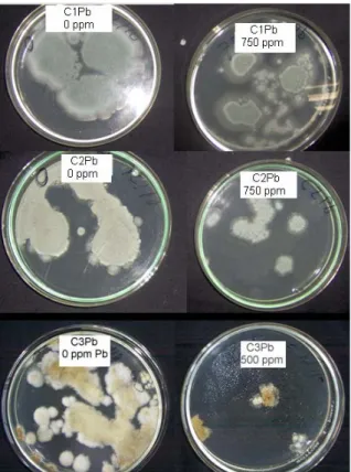 Figura 6.  Crecimiento de las cepas C1Pb, C2Pb y C3Pb en placa con diferentes  concentraciones de plomo (II) luego de 5 días de incubación