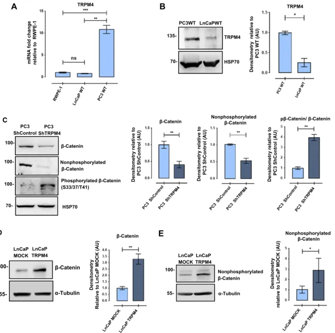 Fig. 1. TRPM4 expression affects protein levels and phosphorylation status of b-catenin