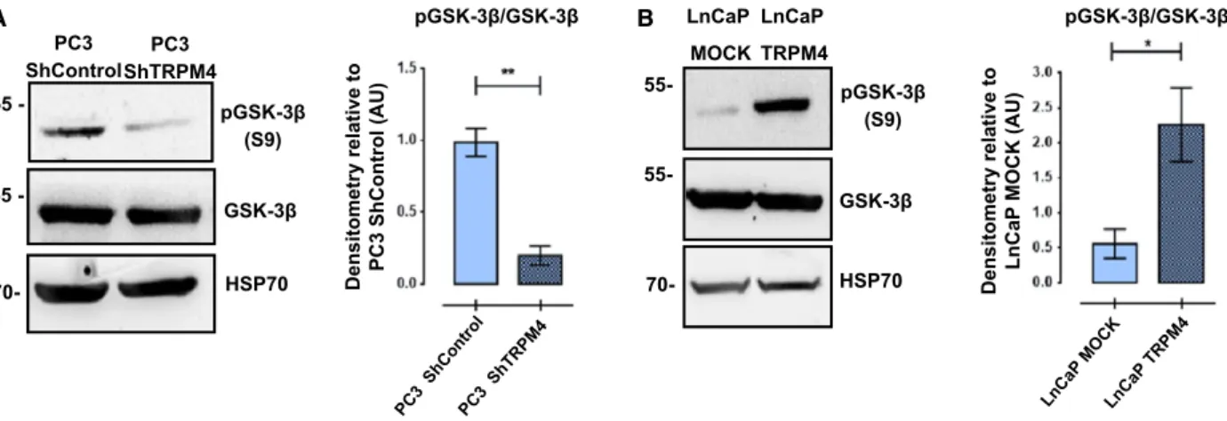 Fig. 4. TRPM4 levels are positively related to the inhibitory phosphorylation of GSK-3 b