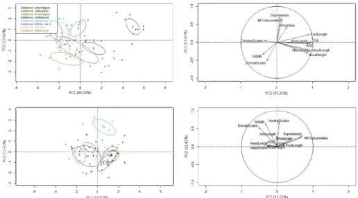 Figure 3. Principal Component Analysis (PCA) results. On the left, ellipses representing the 95% confi- confi-dence interval around the centroid for each species