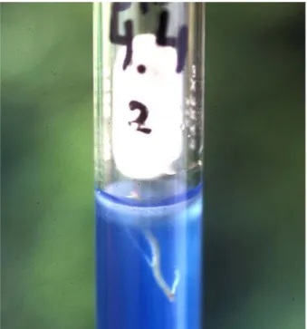 Figura 1. Medio NFb semisólido inoculado con un trozo de raíz e incubado a                               28°C durante una semana