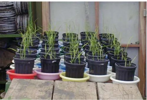 Figura 10.  Apariencia de las plantas de arroz transcurridos 35 días a partir de la siembra