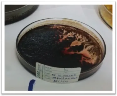 Foto N° 04 Cepas bacterianas con las que se realizó el estudio