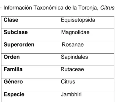 Tabla 4.- Información Taxonómica de la Toronja, Citrus jambhiri   Clase                            Equisetopsida  Subclase                      Magnolidae   Superorden                  Rosanae  Orden                           Sapindales  Familia           