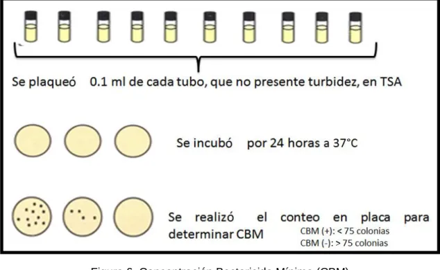 Figura 6. Concentración Bactericida Mínima (CBM) 