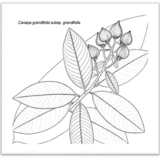 Figura 5. Caraipa grandifolia C. 