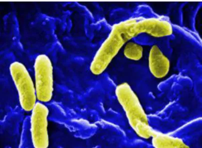 Figura 6. Pseudomonas aeruginosa 