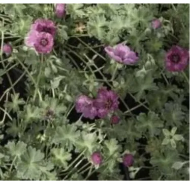 Figura 1: Geranium ayavacense 