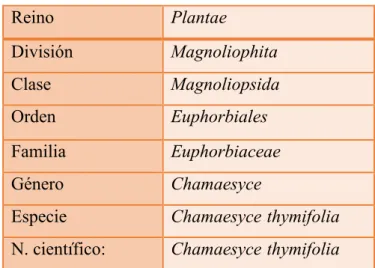 TABLA N° 1: Clasificación taxonómica del Chamaesyce thymifolia  Fuente: Wikipedia  (2) 