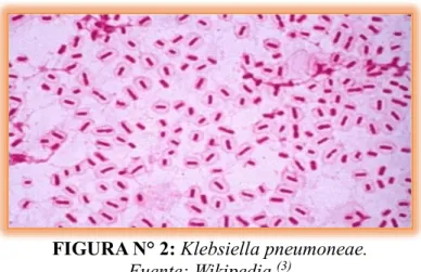 TABLA N° 2:Clasificación taxonómica de Klebsiella pneumoniae  Fuente: Wikipedia  (4)
