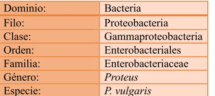 FIGURA N° 3: Proteus vulgaris  Fuente: Render  (5)