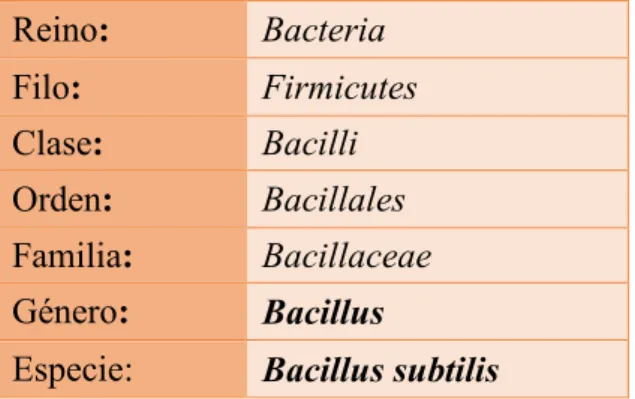 TABLA N° 6: Clasificación taxonómica de Bacillus subtilis  Fuente: Wikipedia  (12)