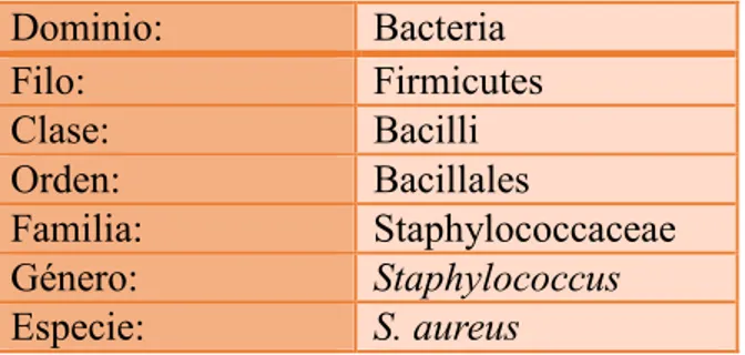 TABLA N° 7: Clasificación taxonómica de Staphylococcus aureus  Fuente: Wikipedia  (14)