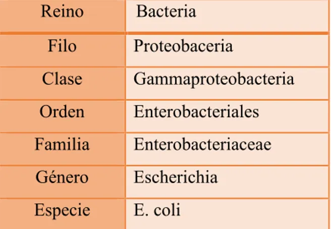 FIGURA N° 8: Escherichia coli  Fuente: Deposit_photos  (15)