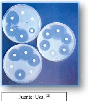 Figura N° 2: Placas con disco de antibióticos.