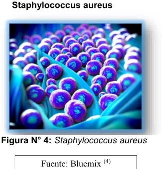 Figura N° 4: Staphylococcus aureus