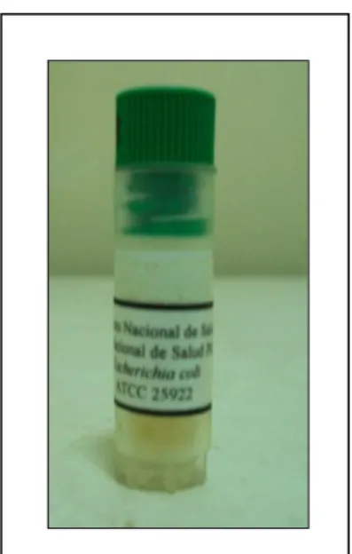FOTO  N°  04:Cepas  certificadas  de  Escherichia  coli  proporcionados  por  El  Instituto Nacional de Salud INS – Perú, almacenadas en refrigeración óptima