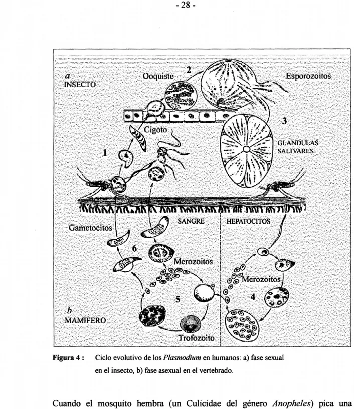 Figura 4 : Ciclo evolutivo de los Plasmodium en humanos: a) fase sexual  en el insecto, b) fase asexual en el vertebrado