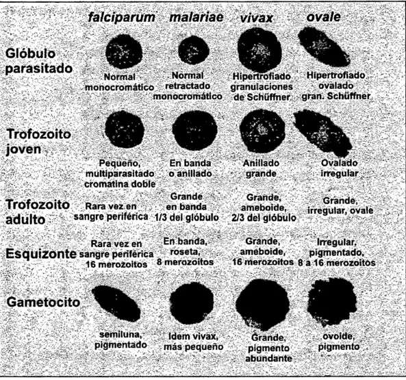 Figura 8 : Características diferencíales de las 4 especies de Plasmodium  en humanos en su fase eritrocitaria