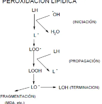 Figura  N°  3.  Esquema  resumen  de  las  reacciones  principales  de  la  peroxidaciólipídica