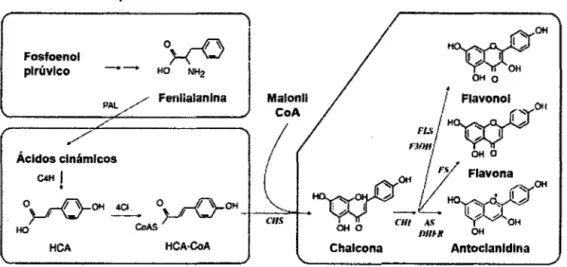Figura  9. Ruta biosintética de compuestos fenólicos. 