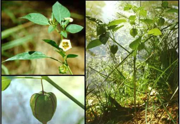 Foto 01. Physalis angulata L. y sus diferentes órganos. 