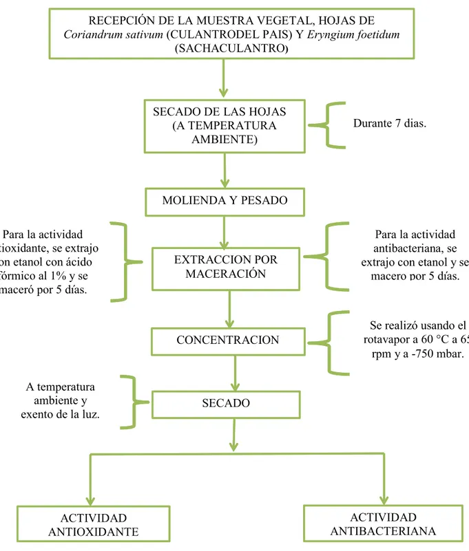 EvaluaciÓn De La Actividad Antibacteriana Por El MÉtodo De Difusion En Disco Y