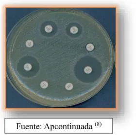 FIGURA N° 5: Placa con discos de antibióticos.