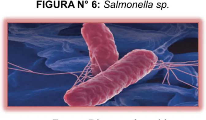 FIGURA N° 6: Salmonella sp.