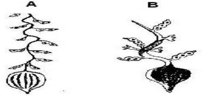 Fig. 1. A: Representaciones fitomorfológicas en el Perú y B. Representaciones de yacón en el  arte Nazca  (33) 