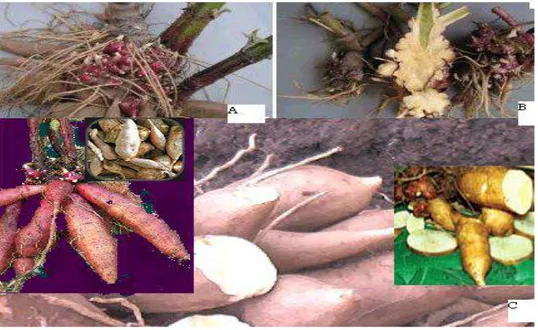 Fig. 2. El yacón tiene dos tipos de raíces: fibrosas (A y B) y reservantes (C)  (24).