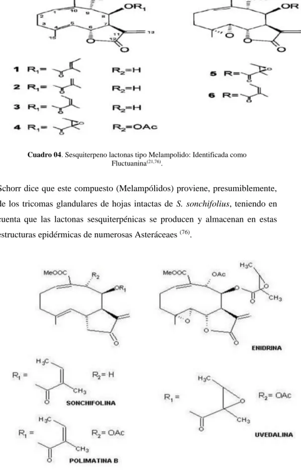 Cuadro 05. Melampólidos de hojas de yacón  (33) . 