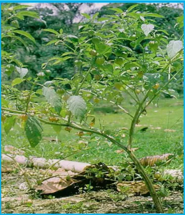 Figura 01. Arbusto de Physalisangulata L.