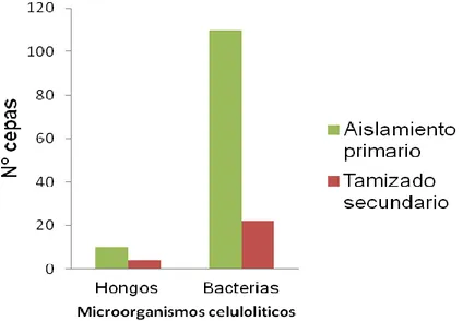 Figura 04: Microorganismos productores de celulasas neutroalcalinas aislados de  muestras de agua y suelo de Aguas Calientes