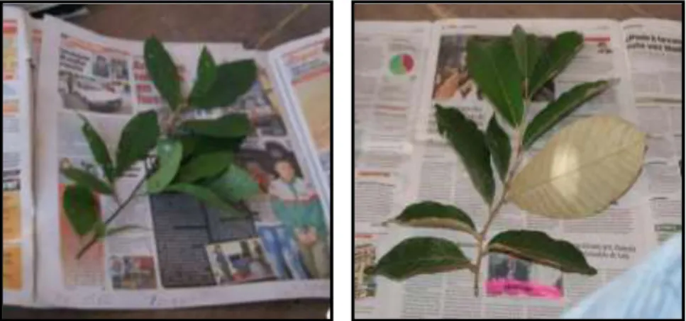 Fig. 3.  Codificación y presado de las muestras botánica  de las especies a identificar