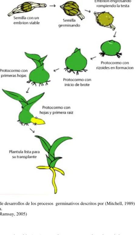 Figura 3. Estados de desarrollos de los procesos  germinativos descritos por (Mitchell, 1989): Ciclo de vida de  una orquídea epífita