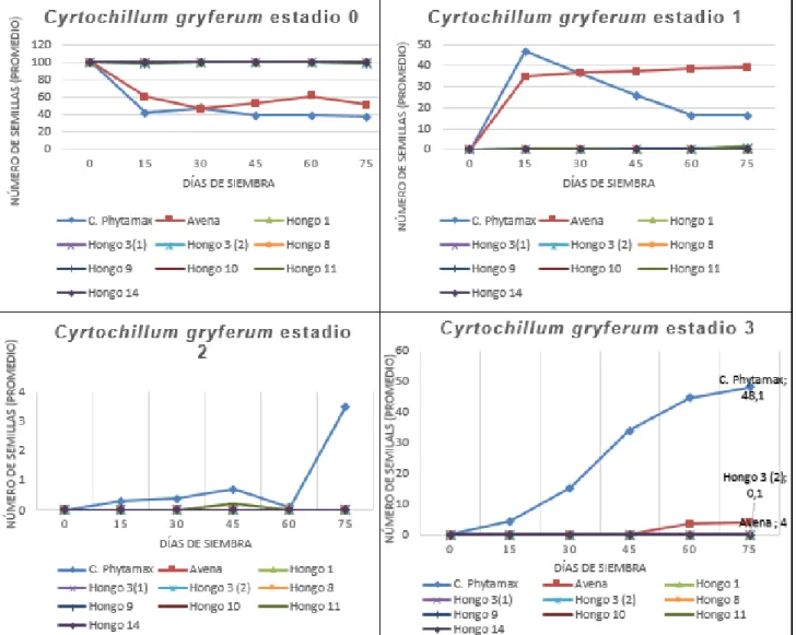 Figura 8. Promedio de la Germinación simbiótica de las semillas de Cyrtochillum gyriferum, en el desarrollo  fenológico de sus tres estadios  en un período de 75 días  luego de su siembra.