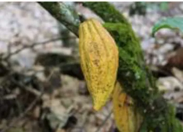 Ilustración 1. Cacao criollo 