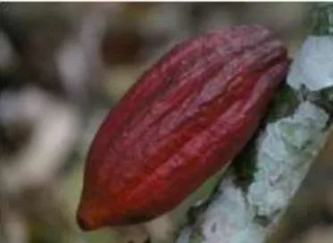 Ilustración 3. Cacao Trinitario 