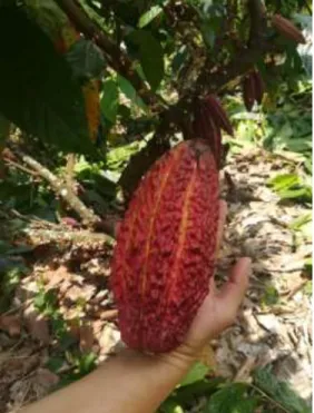 Foto 2. Cacao CNN-51 