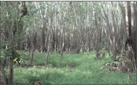 Foto 1. Aspecto de los troncos de árboles en Bosques Húmedos de Llanuras Meándricas. 
