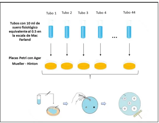 Figura 3. Identificación del perfil de resistencia antibiótica de S. aureus y P. aeruginosa 