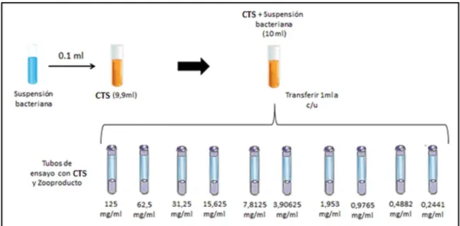 Figura 7. Dilución del zooproducto con el inóculo bacteriano 